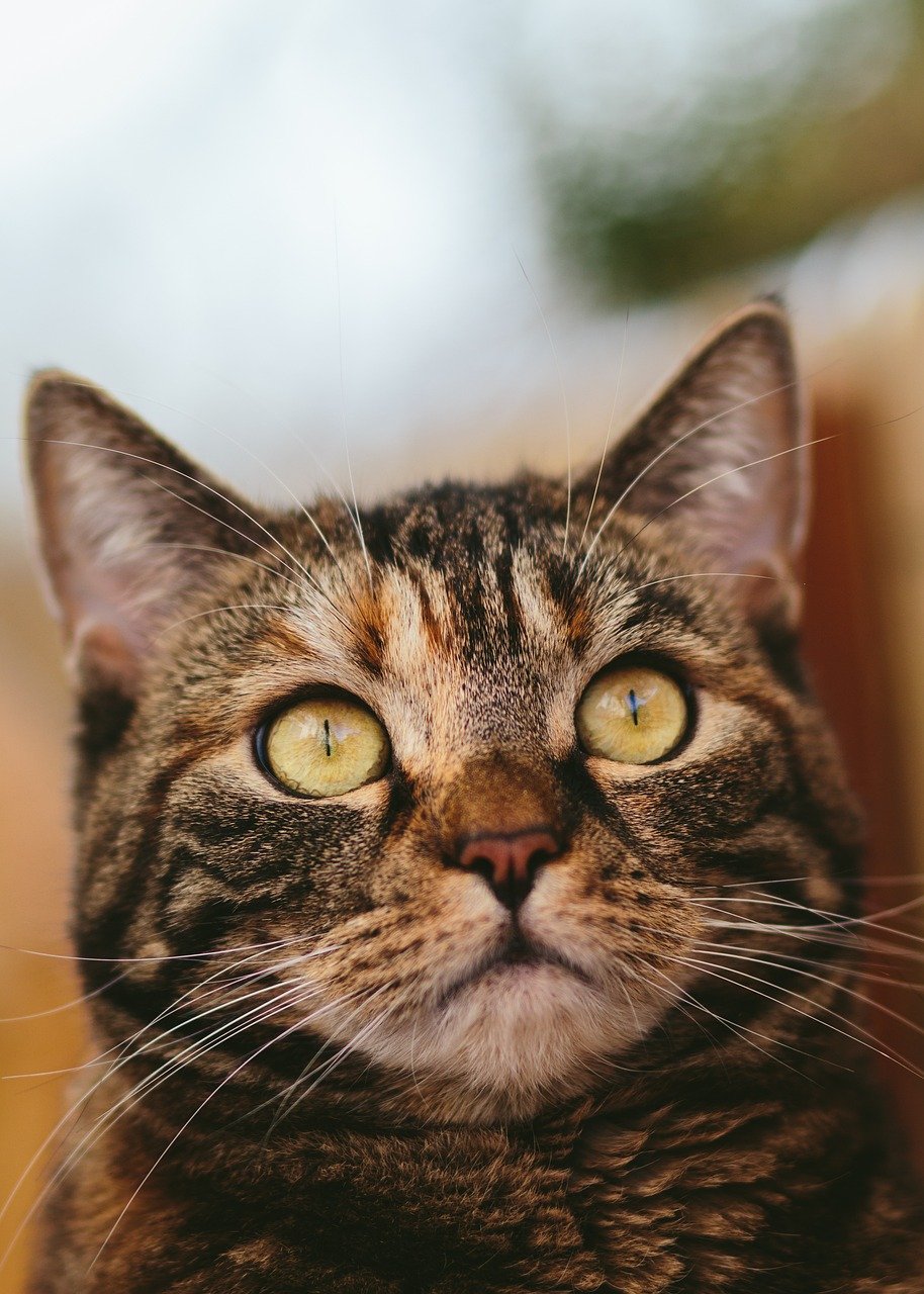 Cat waiting for adoption