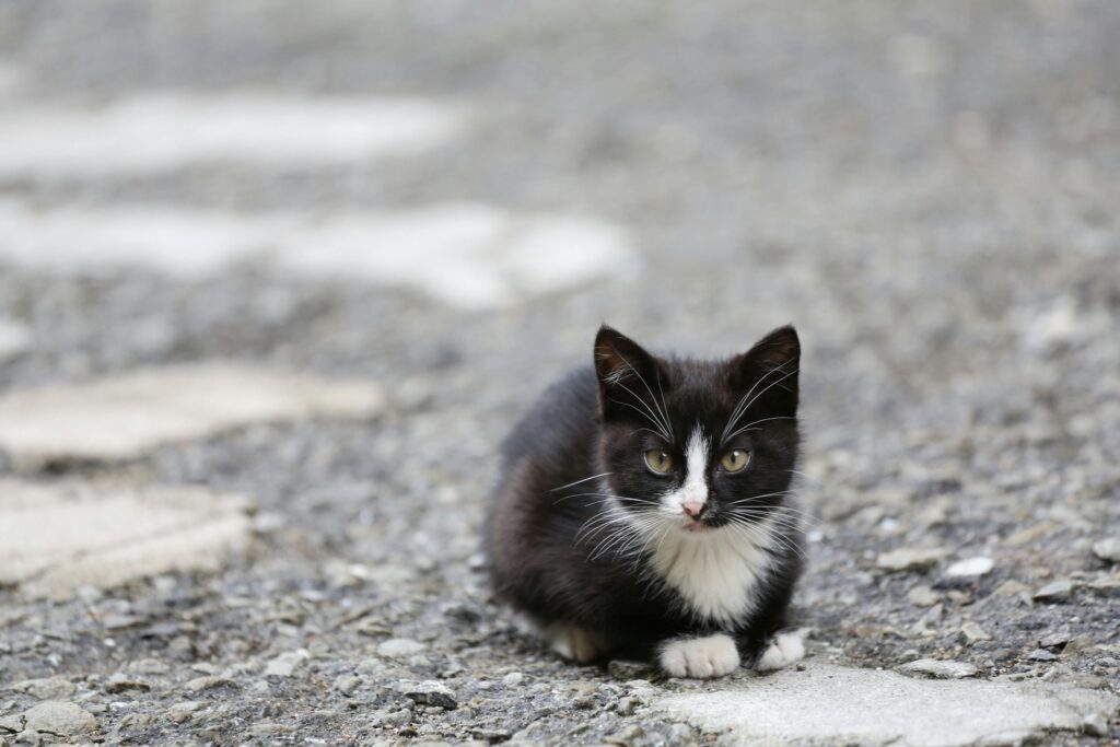 Adorable piebald kitten with black and white fur resting on gravel surface outdoors.
