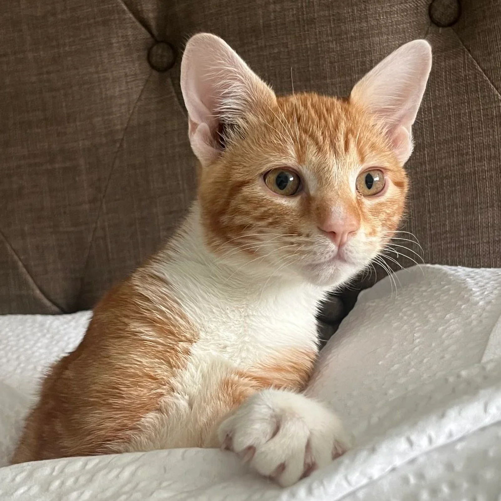 Orange and white kitten