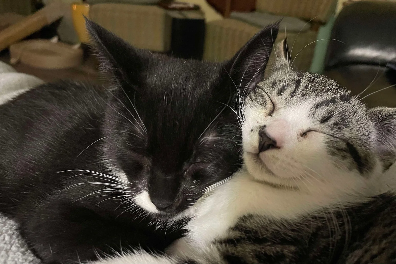 Black and tabby cats resting together