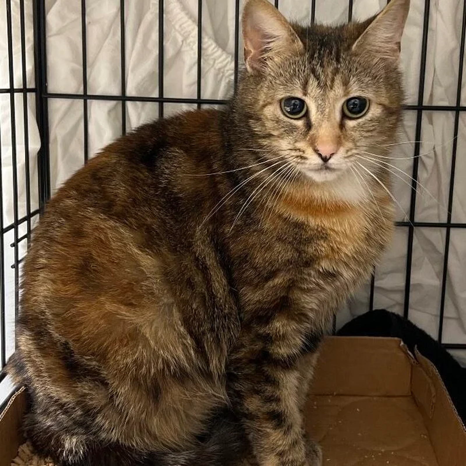 Brown tabby cat