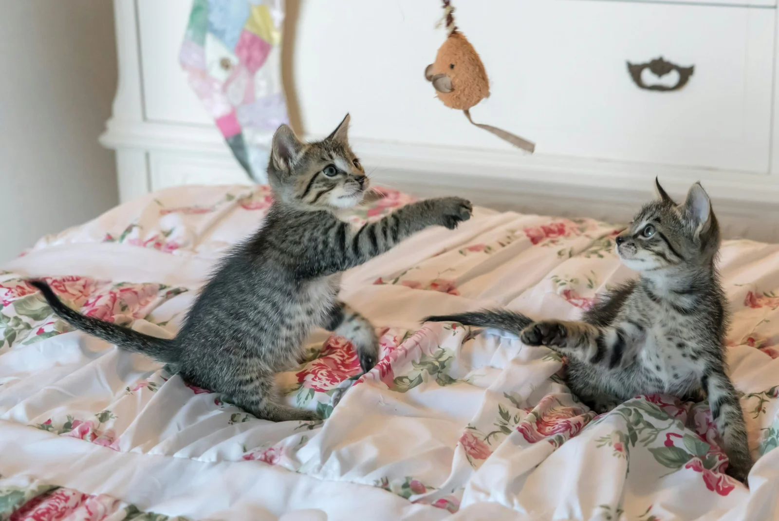Tabby kittens together