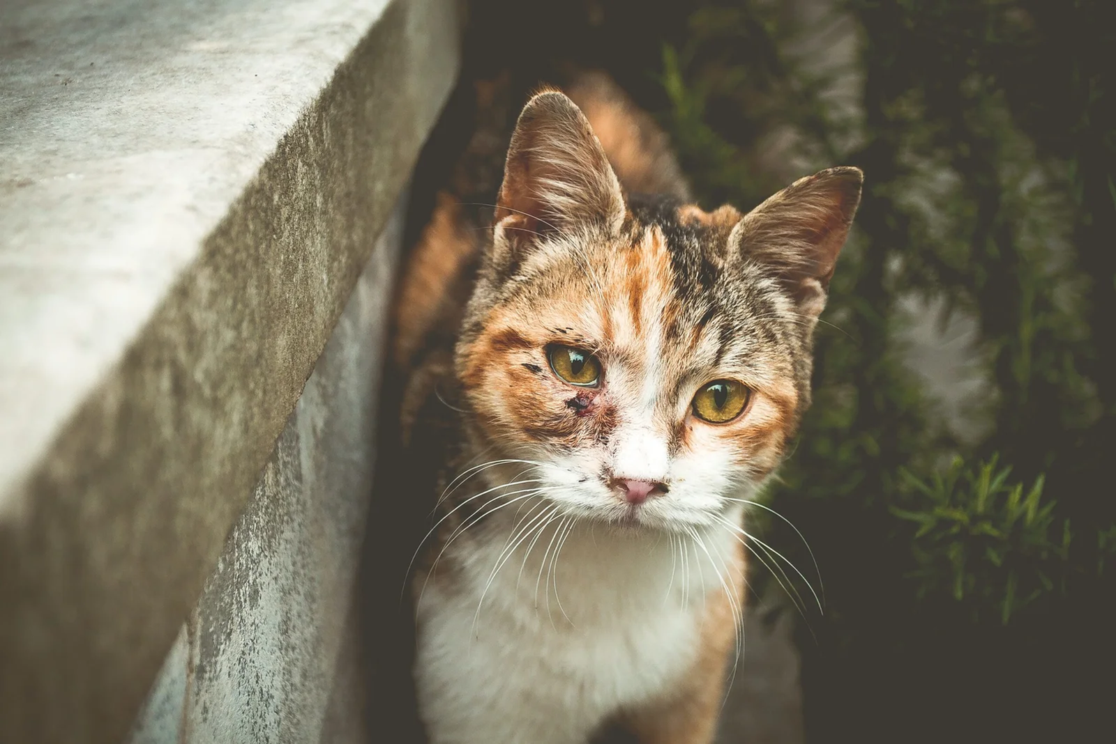 Community cat outdoors