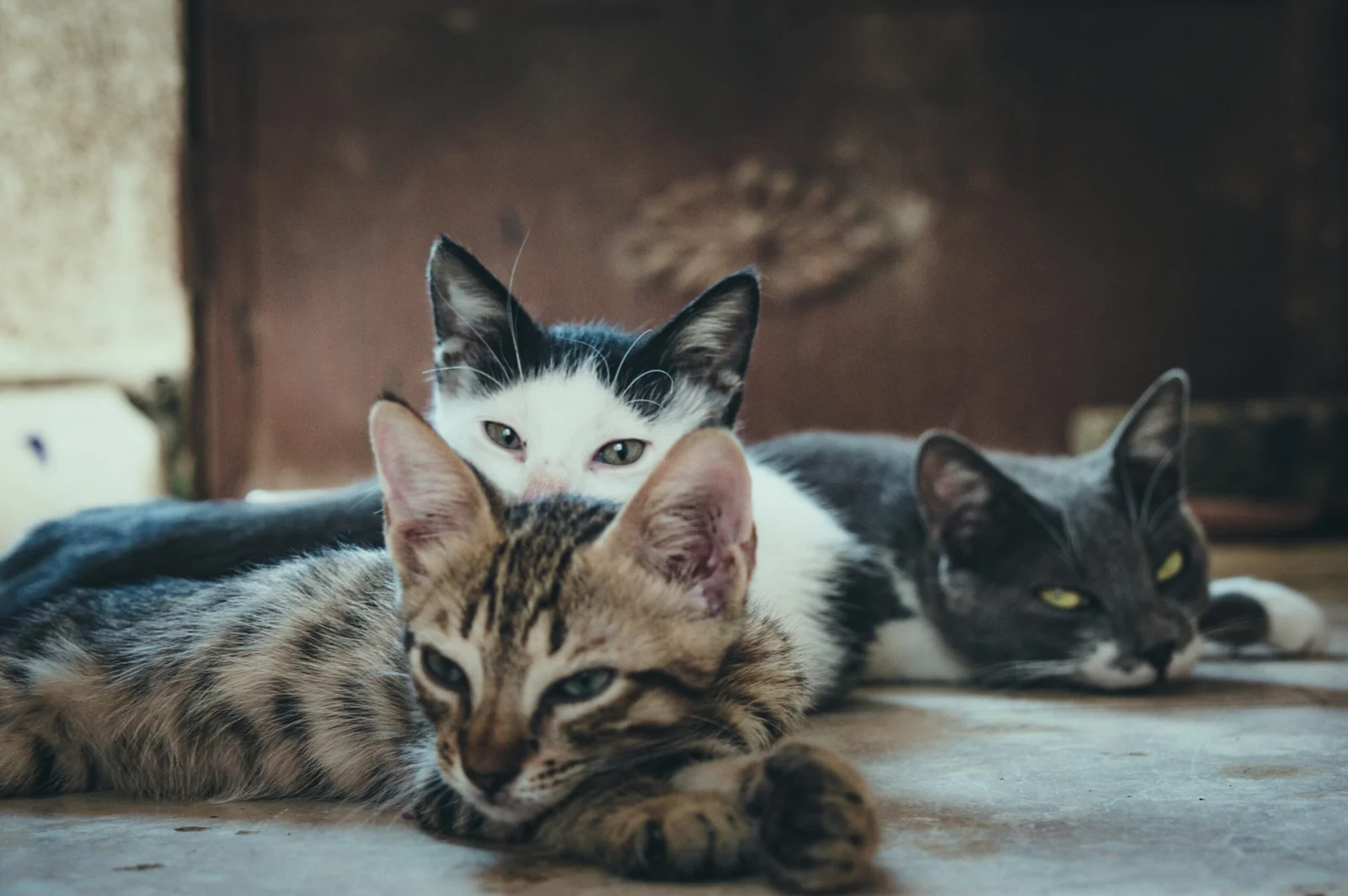 Three cats resting together