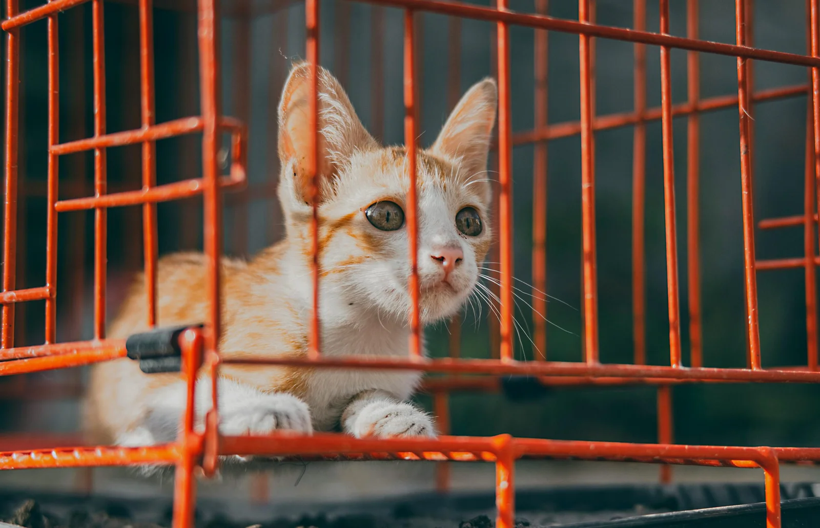 Orange and white rescue cat