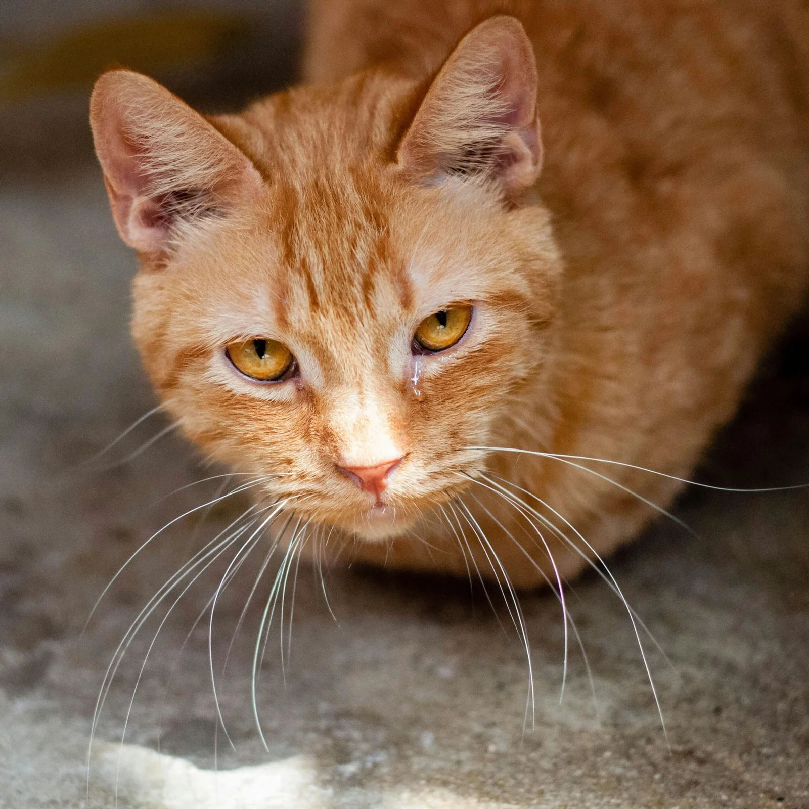 Orange community cat