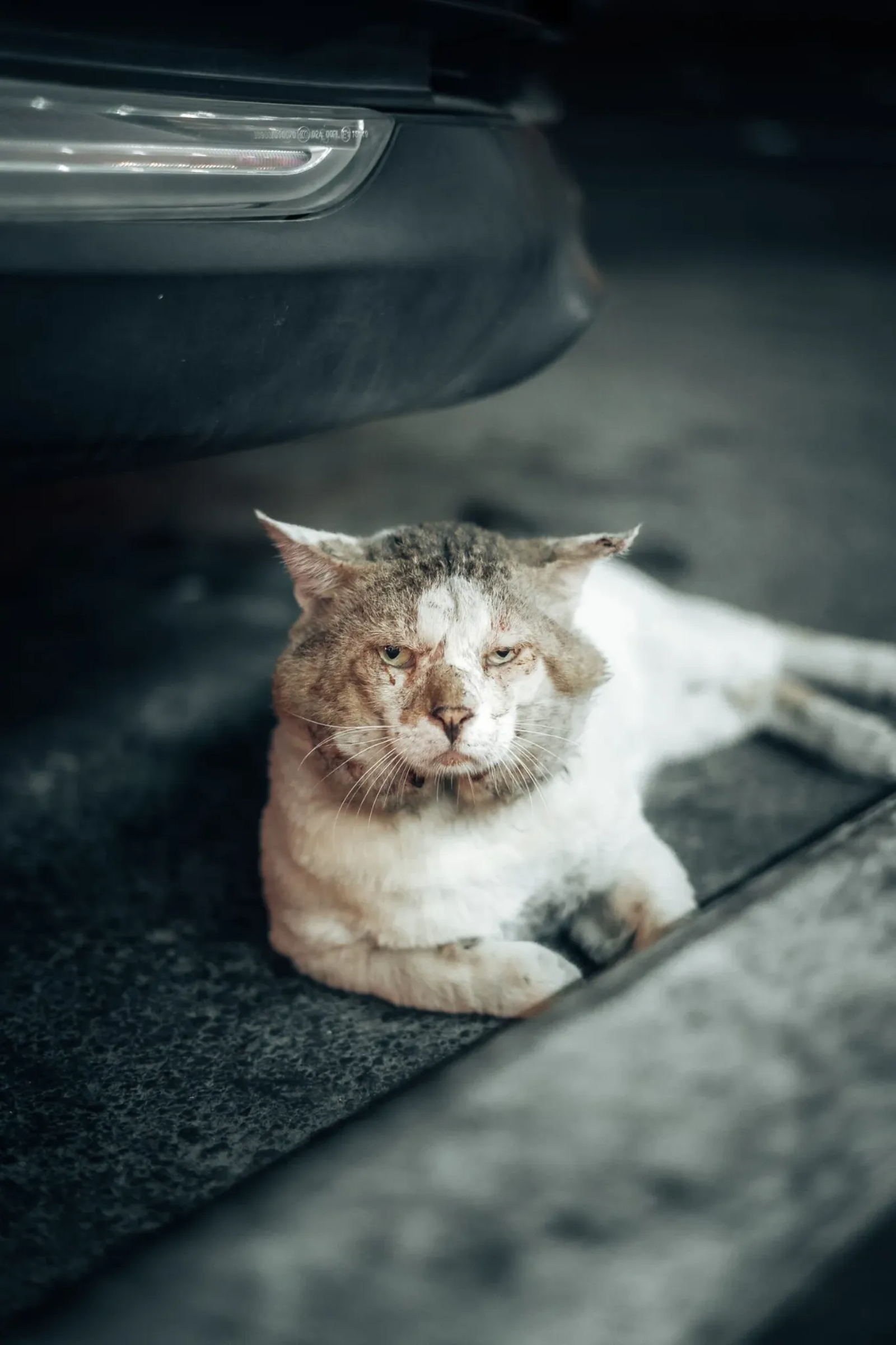 Tabby and white cat
