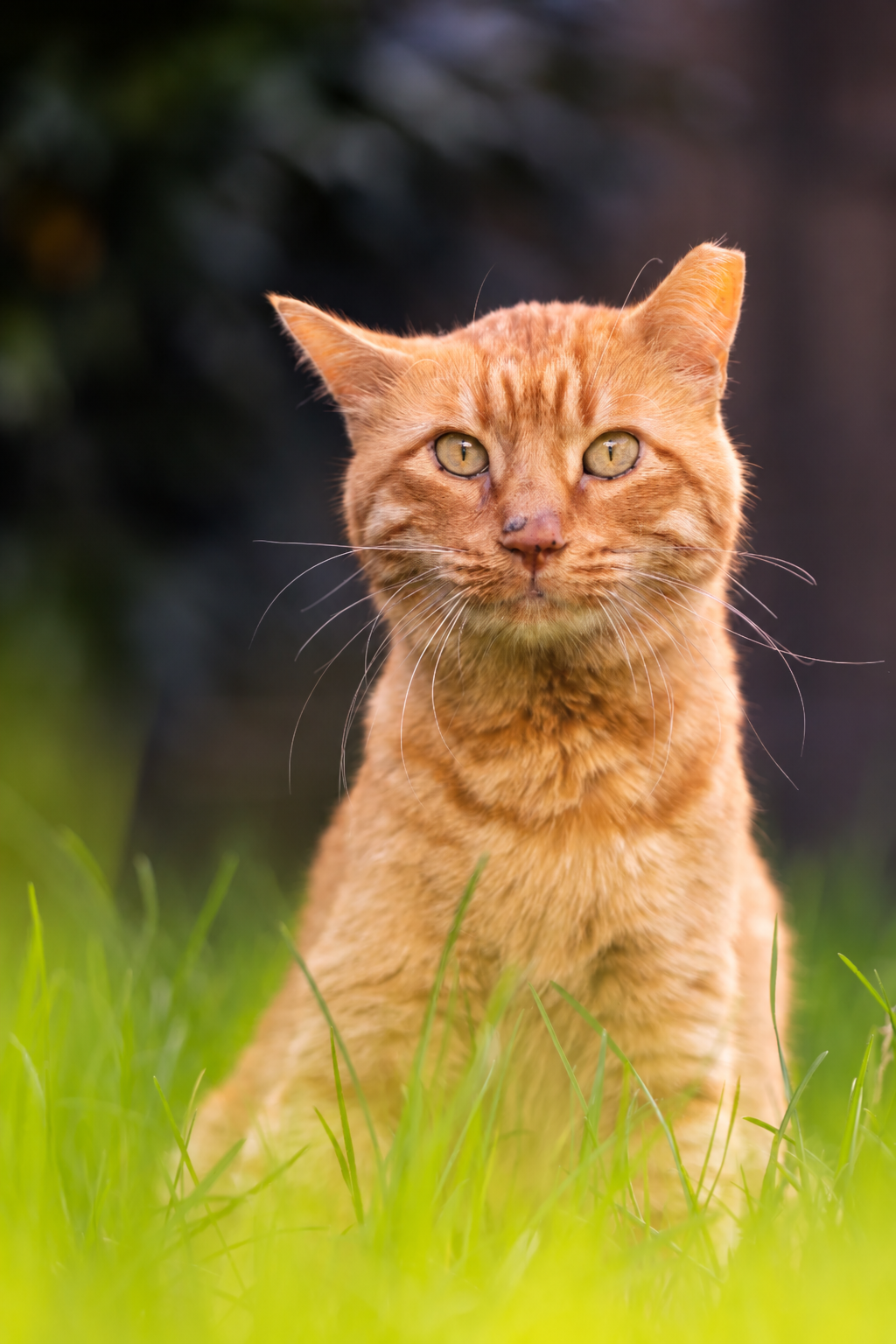 Cat advocacy