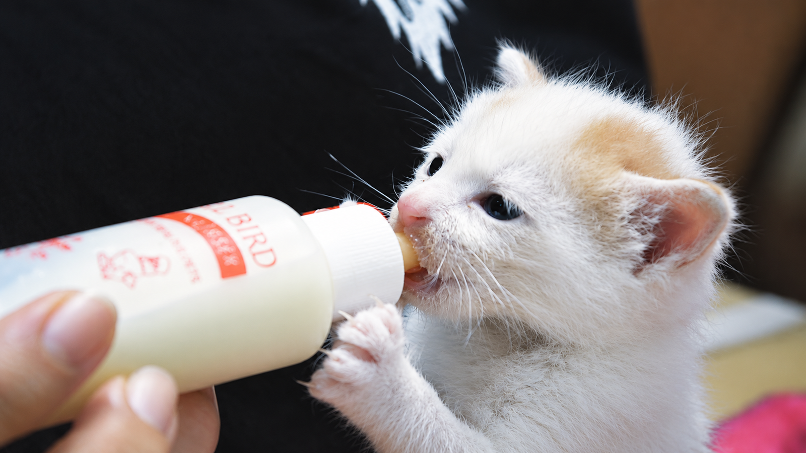 Cat representing Abby Cat Daddy's Low-Cost Spay and Neuter Program