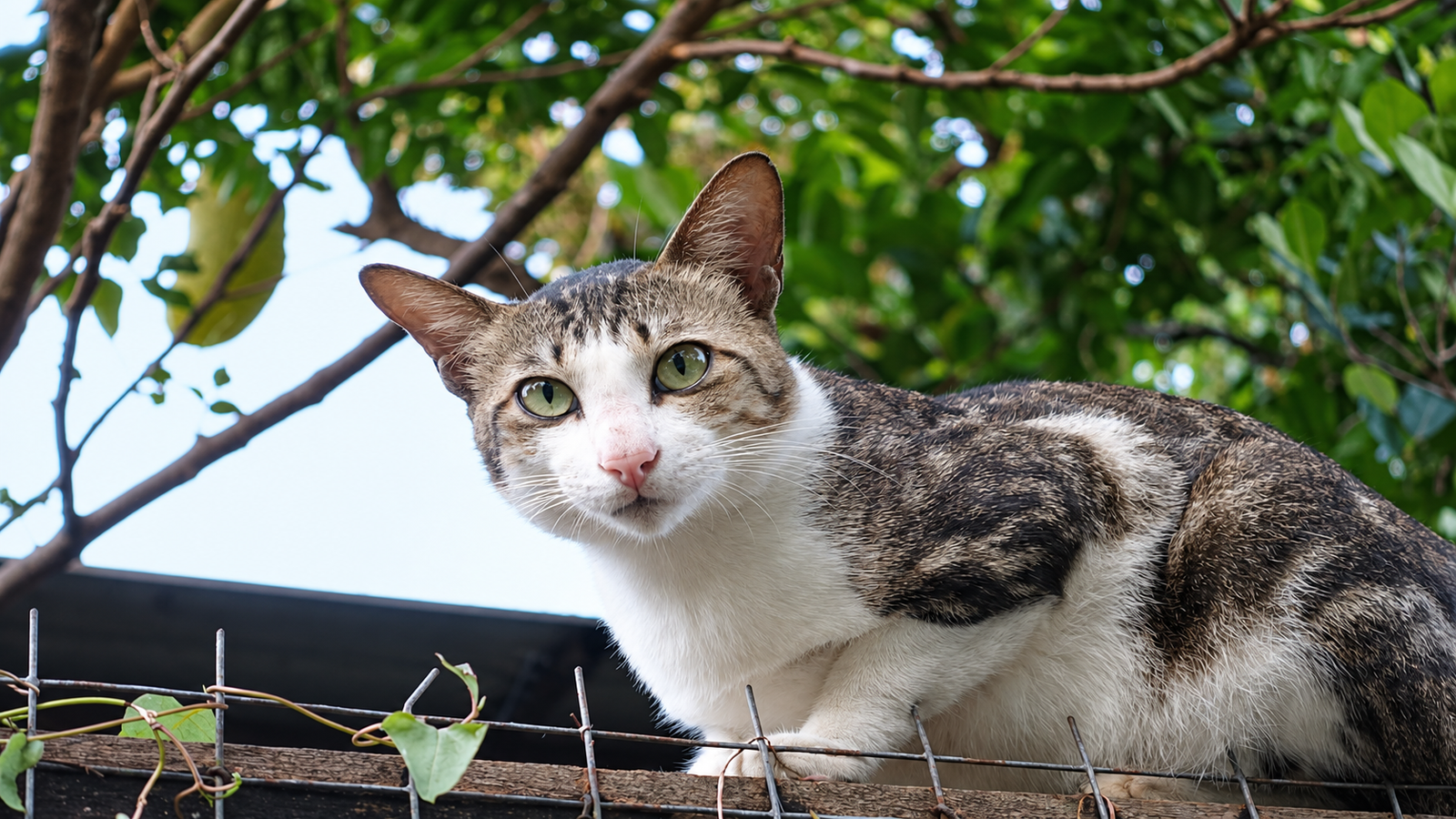 Cat representing Abby Cat Daddy's Last Litter Program
